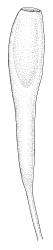 Trematodon mackayi, capsule. Drawn from P.N. Johnson s.n., 21 Nov. 1985, CHR 242721.
 Image: R.C. Wagstaff © Landcare Research 2016 